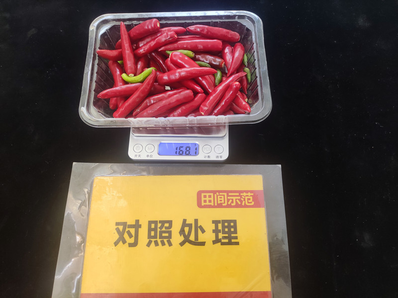 9月26日对照整株鲜果重：168.1g，亩产336kg_副本.jpg